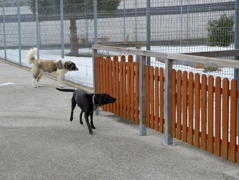 Schüler: RHINA – zusätzlicher SCHNAUZERL-Haushund (Bild 62)