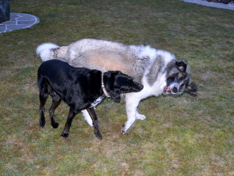 Schüler: RHINA – zusätzlicher SCHNAUZERL-Haushund (Bild 8)