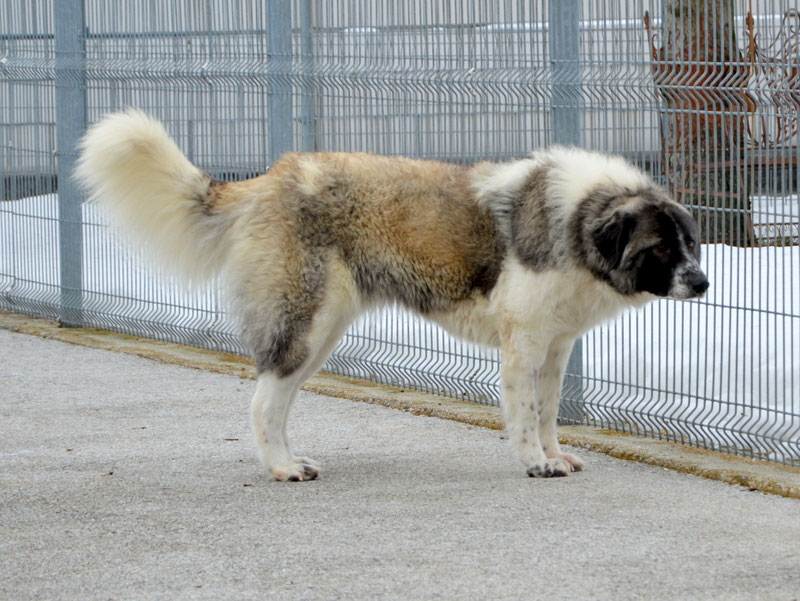 Schüler: RHINA – zusätzlicher SCHNAUZERL-Haushund (Bild 63)