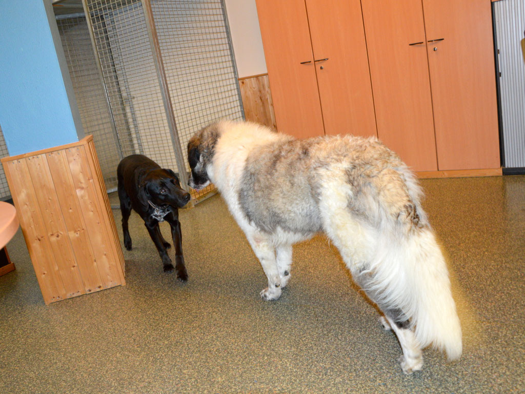 Schüler: RHINA – zusätzlicher SCHNAUZERL-Haushund (Bild 64)