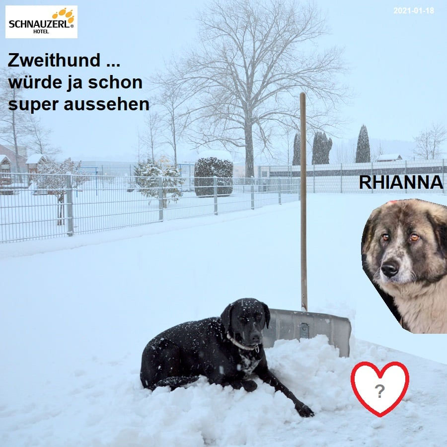 Schüler: RHINA – zusätzlicher SCHNAUZERL-Haushund (Bild 67)