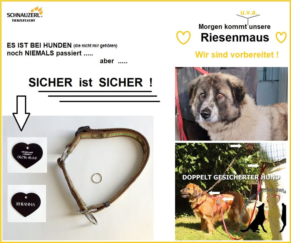 Schüler: RHINA – zusätzlicher SCHNAUZERL-Haushund (Bild 68)