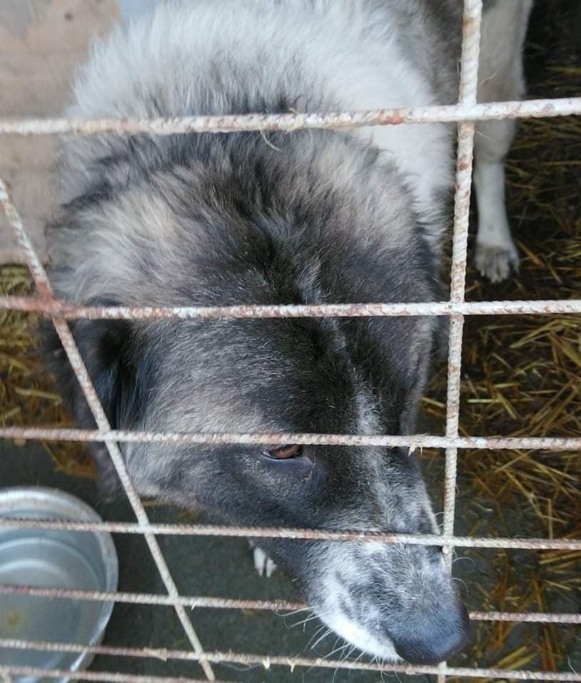 Schüler: RHINA – zusätzlicher SCHNAUZERL-Haushund (Bild 69)