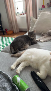 Rückmeldung zu MILLIE