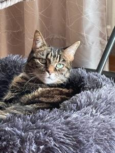 Rückmeldung eines vermittelten Tieres