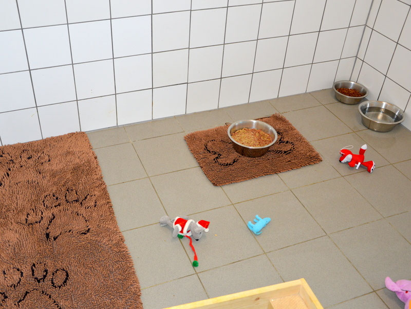 Welpen: R-Wurf bzw. SCHNUFFI ´s (Bild 46)