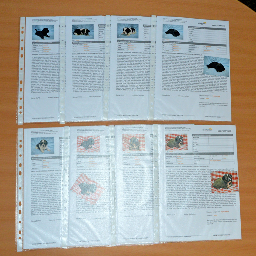 Welpen: R-Wurf bzw. SCHNUFFI ´s (Bild 50)