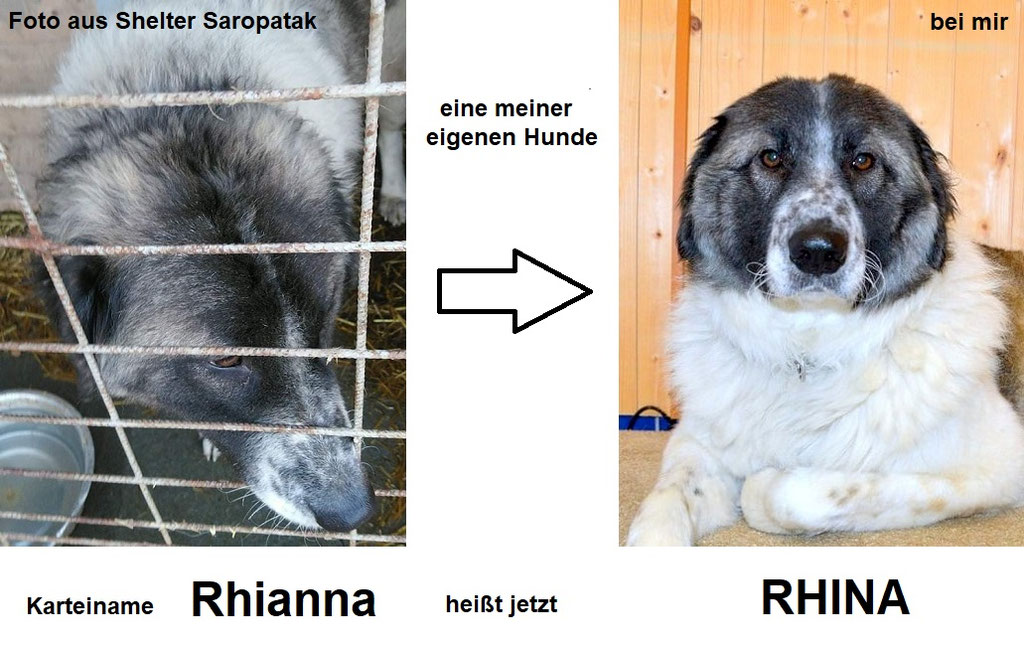 Welpen: R-Wurf bzw. SCHNUFFI ´s (Bild 62)