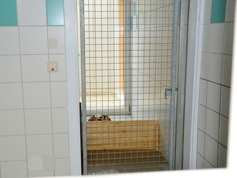 Welpen: R-Wurf bzw. SCHNUFFI ´s (Bild 69)