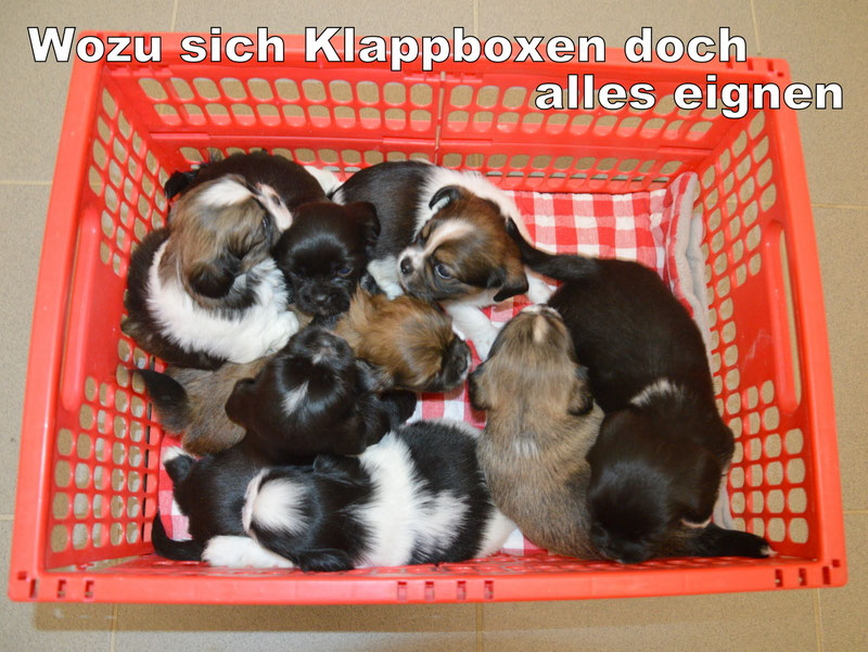 Welpen: R-Wurf bzw. SCHNUFFI ´s (Bild 80)