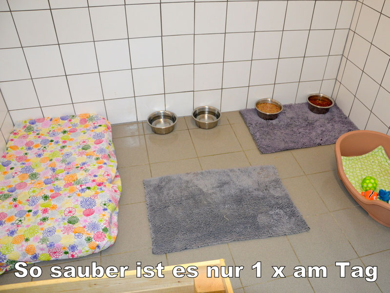 Welpen: R-Wurf bzw. SCHNUFFI ´s (Bild 81)