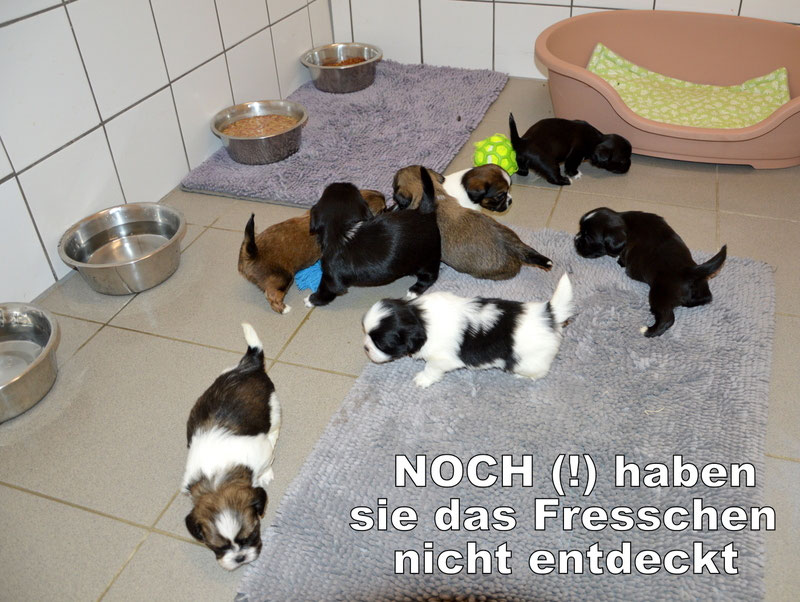 Welpen: R-Wurf bzw. SCHNUFFI ´s (Bild 82)