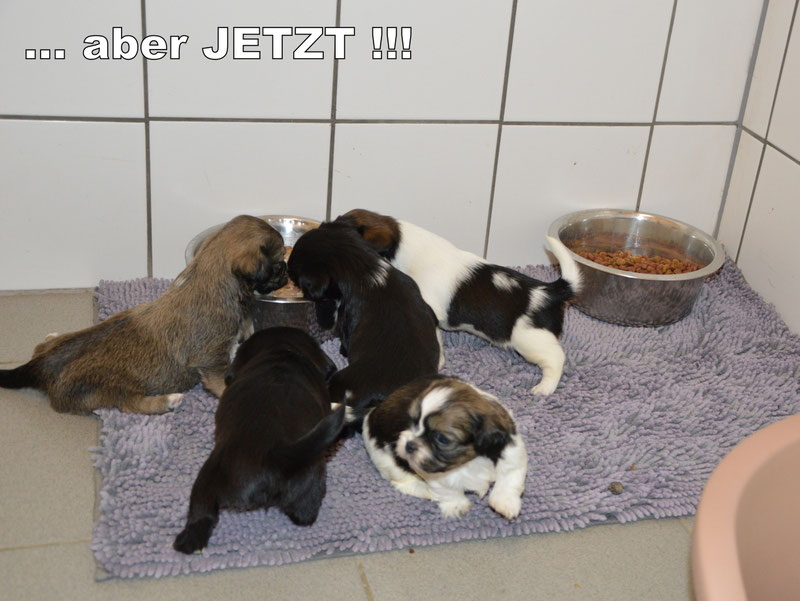 Welpen: R-Wurf bzw. SCHNUFFI ´s (Bild 83)
