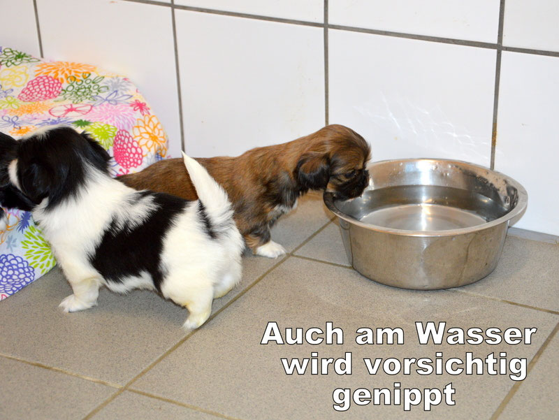 Welpen: R-Wurf bzw. SCHNUFFI ´s (Bild 84)