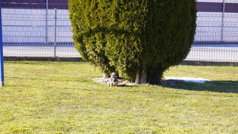 Welpen: R-Wurf bzw. SCHNUFFI ´s (Bild 15)