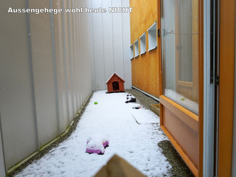 Welpen: R-Wurf bzw. SCHNUFFI ´s (Bild 4)