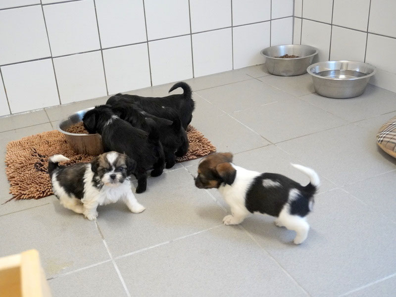 Welpen: R-Wurf bzw. SCHNUFFI ´s (Bild 25)