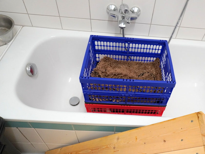 Welpen: R-Wurf bzw. SCHNUFFI ´s (Bild 29)