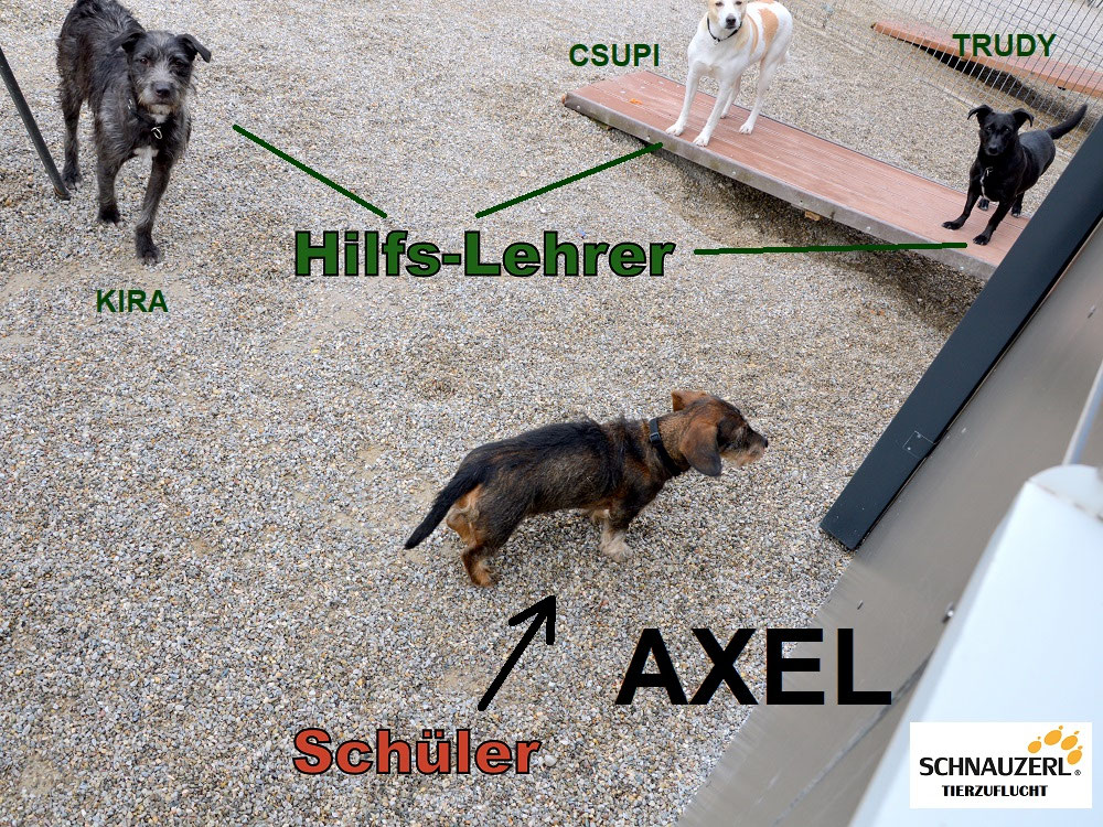 Schüler: Mein Teufelchen AXEL (Bild 11)