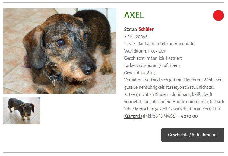 Schüler: Mein Teufelchen AXEL (Bild 13)