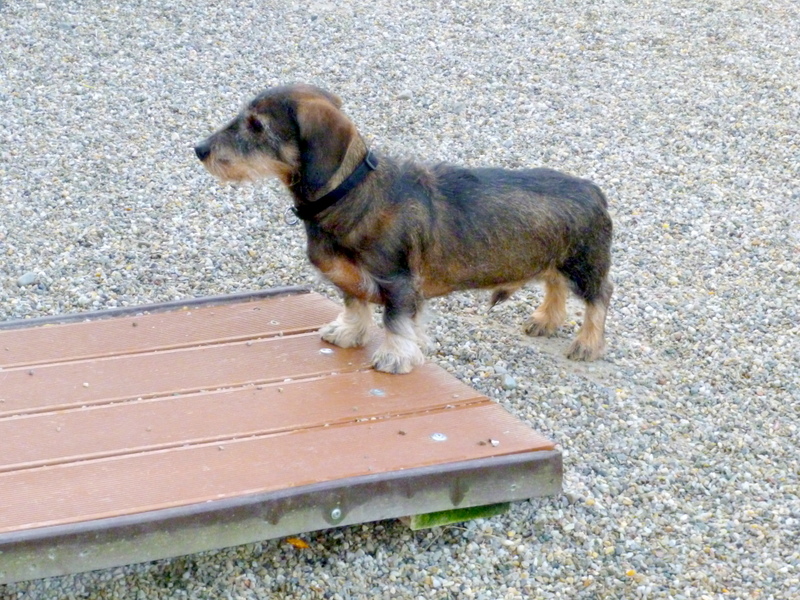 Schüler: Mein Teufelchen AXEL (Bild 9)