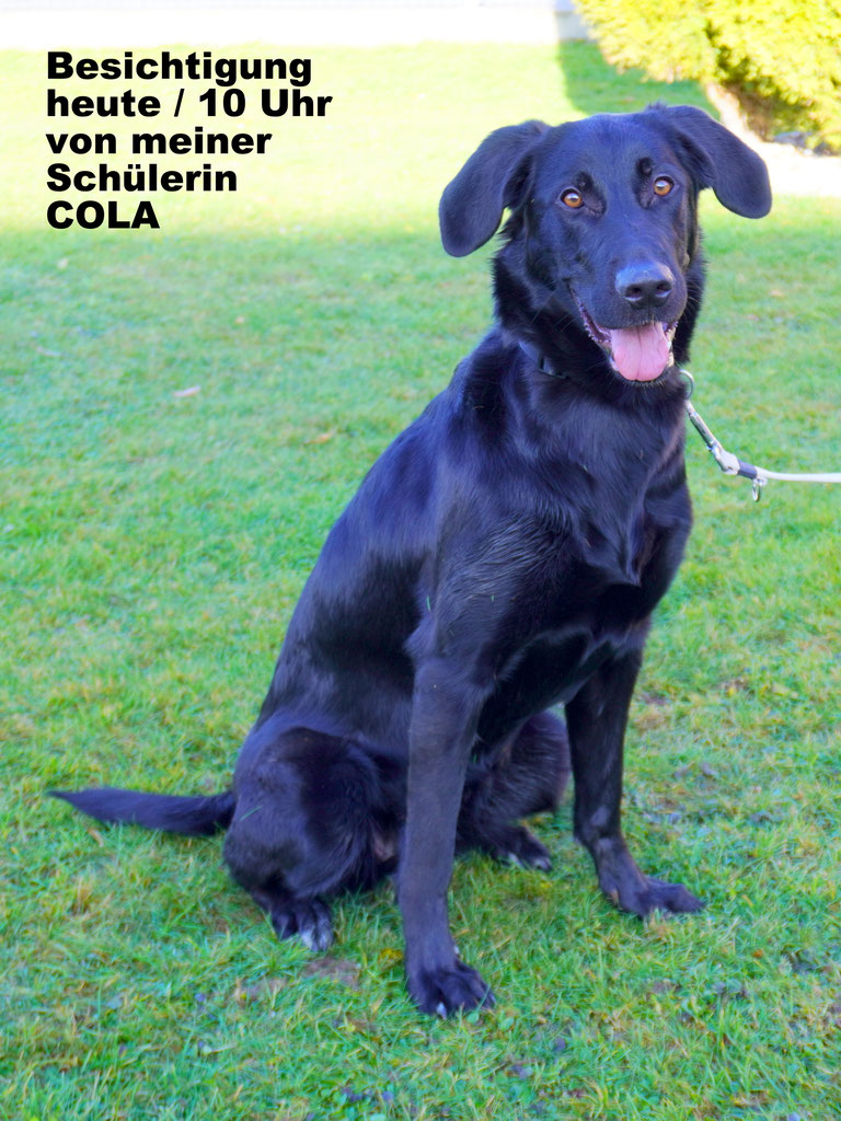 Schüler: Meine unfolgsame COLA (Bild 11)