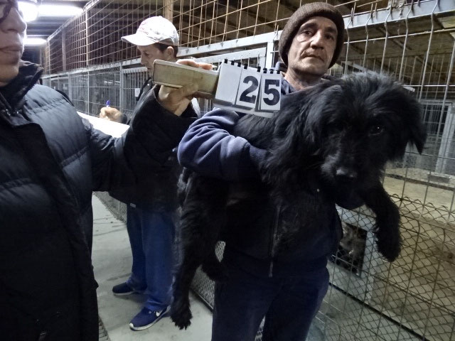Vorgezogene Weihnachts-Hilfe 2019: Aufnahme von 15 Hunden (Bild 38)