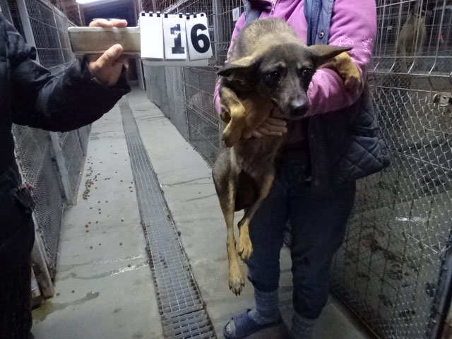 Vorgezogene Weihnachts-Hilfe 2019: Aufnahme von 15 Hunden (Bild 39)
