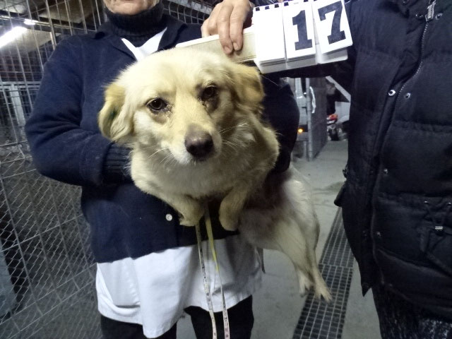 Vorgezogene Weihnachts-Hilfe 2019: Aufnahme von 15 Hunden (Bild 40)