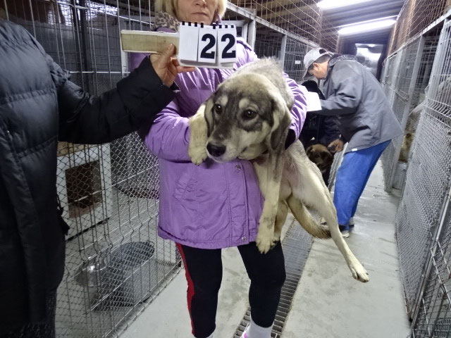 Vorgezogene Weihnachts-Hilfe 2019: Aufnahme von 15 Hunden (Bild 41)