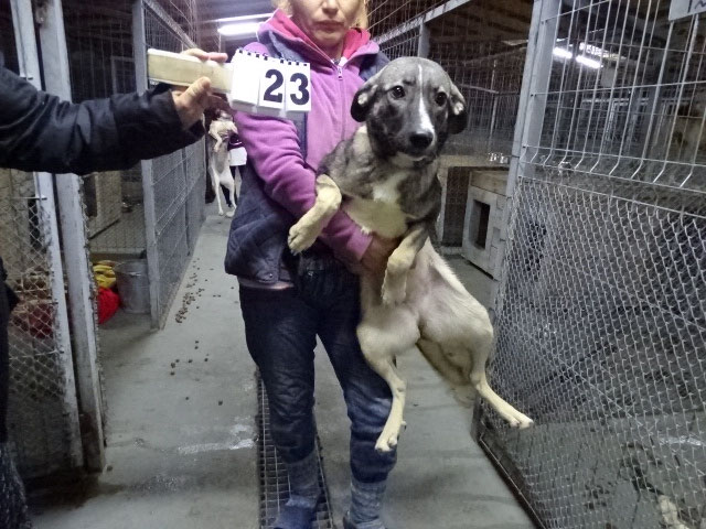 Vorgezogene Weihnachts-Hilfe 2019: Aufnahme von 15 Hunden (Bild 42)
