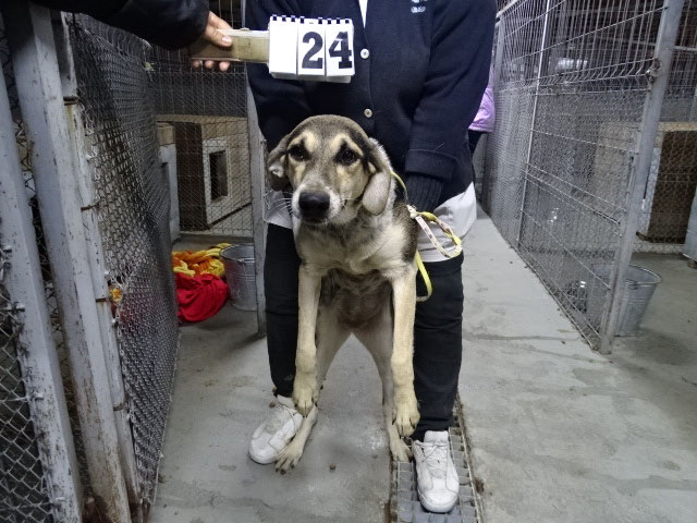 Vorgezogene Weihnachts-Hilfe 2019: Aufnahme von 15 Hunden (Bild 43)