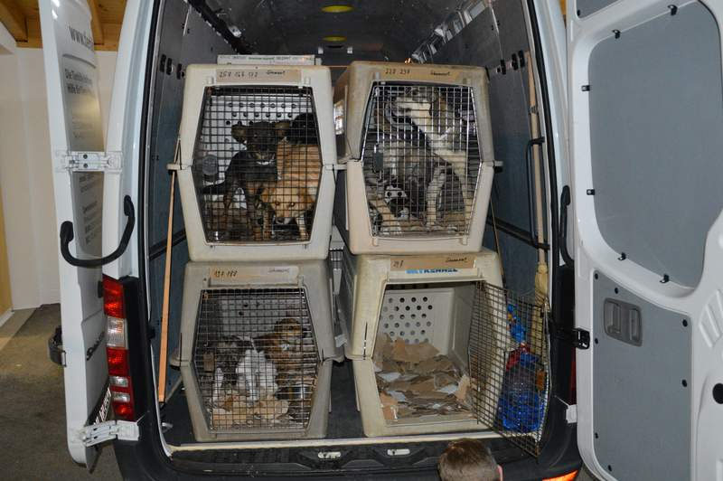 Vorgezogene Weihnachts-Hilfe 2019: Aufnahme von 15 Hunden (Bild 44)