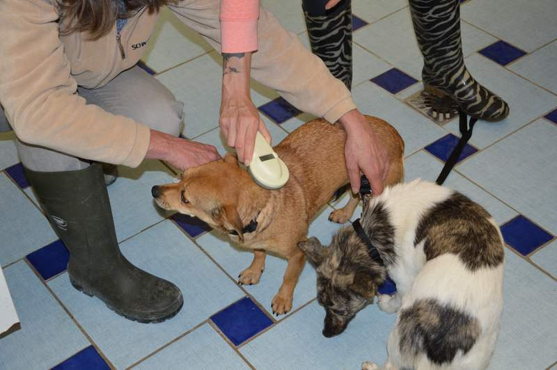 Vorgezogene Weihnachts-Hilfe 2019: Aufnahme von 15 Hunden (Bild 45)