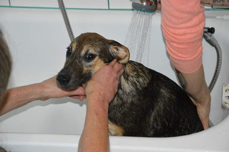 Vorgezogene Weihnachts-Hilfe 2019: Aufnahme von 15 Hunden (Bild 47)