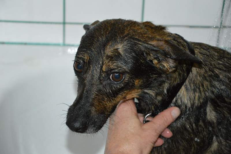 Vorgezogene Weihnachts-Hilfe 2019: Aufnahme von 15 Hunden (Bild 48)