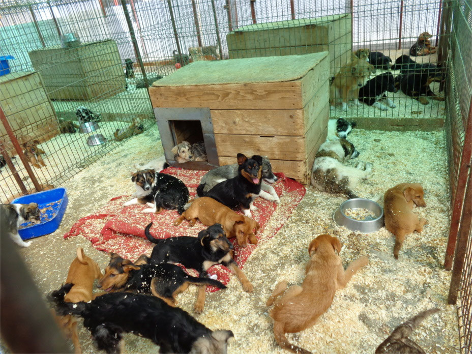 Vorgezogene Weihnachts-Hilfe 2019: Aufnahme von 15 Hunden (Bild 50)
