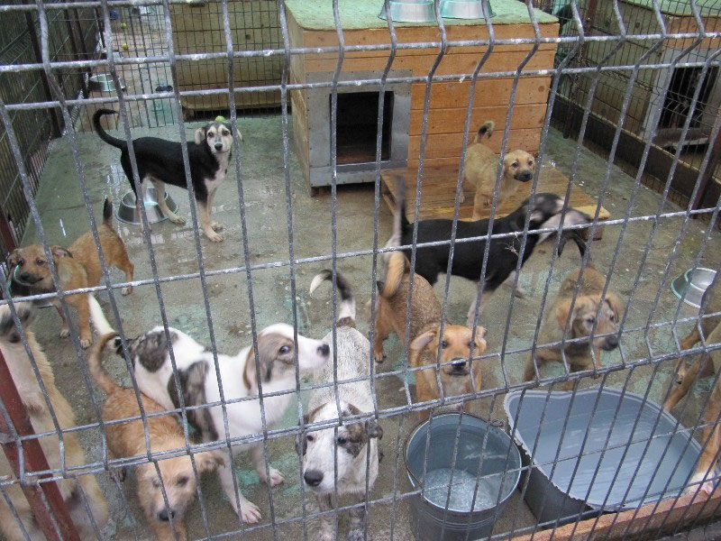 Vorgezogene Weihnachts-Hilfe 2019: Aufnahme von 15 Hunden (Bild 52)