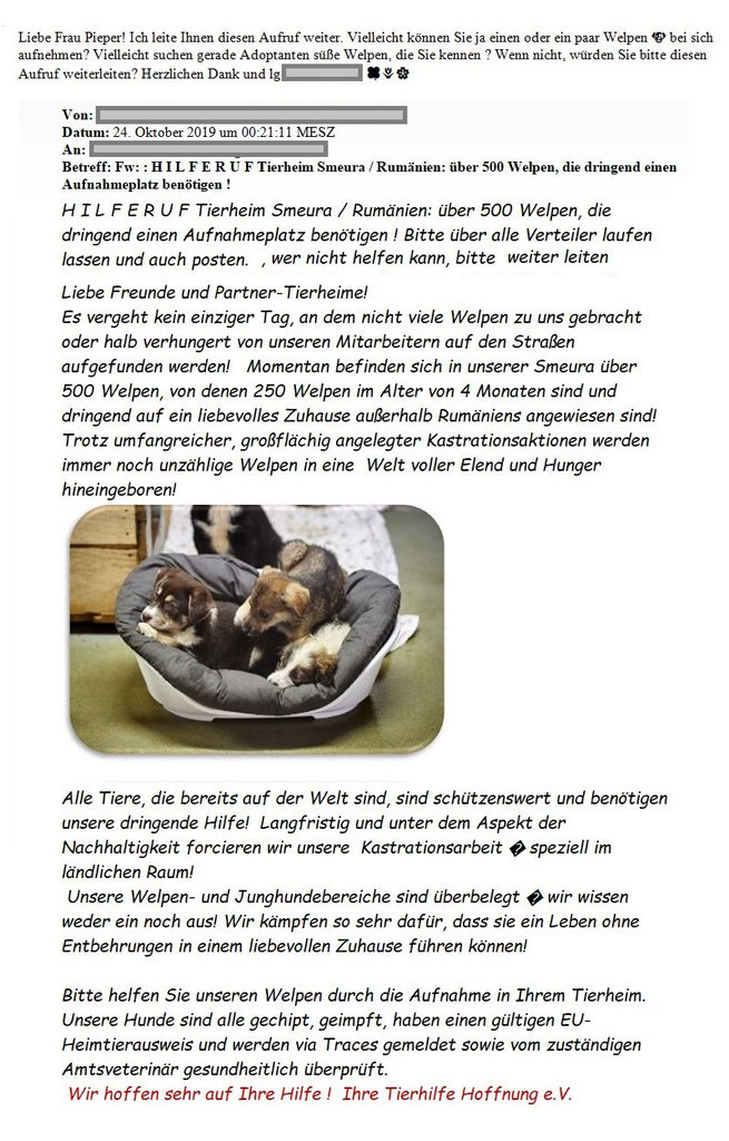 Vorgezogene Weihnachts-Hilfe 2019: Aufnahme von 15 Hunden (Bild 53)