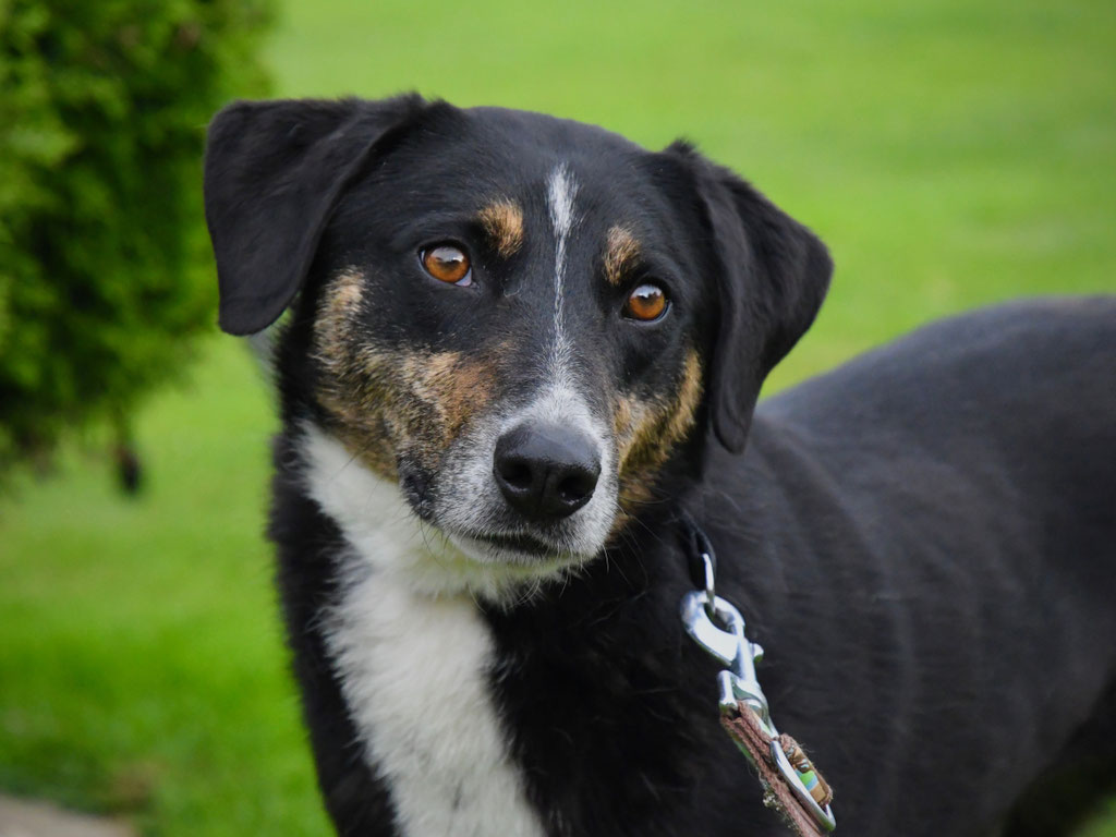 Vorgezogene Weihnachts-Hilfe 2019: Aufnahme von 15 Hunden (Bild 2)