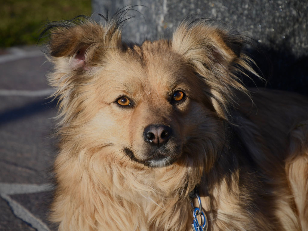 Vorgezogene Weihnachts-Hilfe 2019: Aufnahme von 15 Hunden (Bild 9)