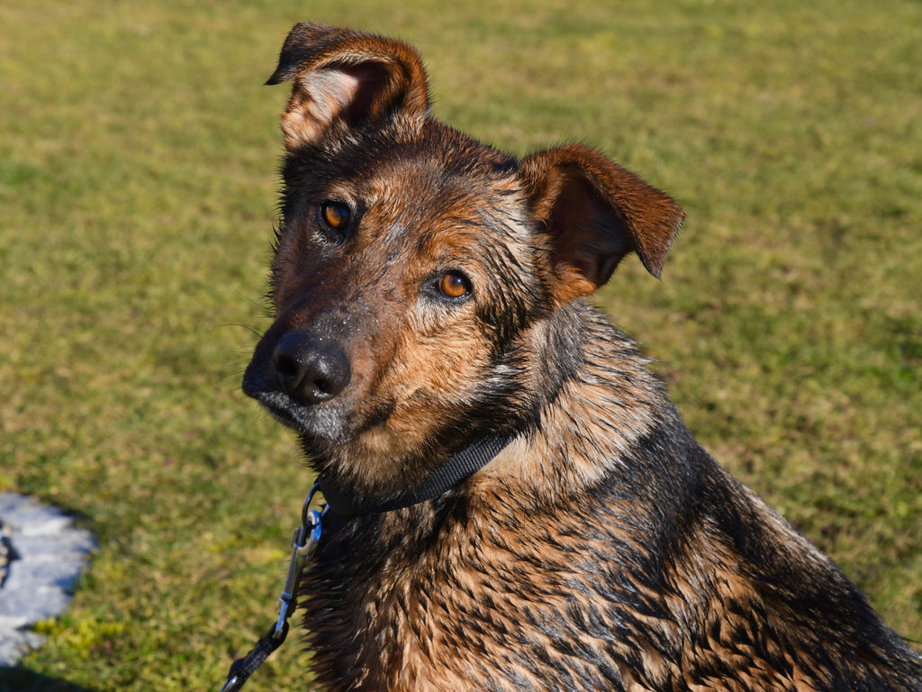 Vorgezogene Weihnachts-Hilfe 2019: Aufnahme von 15 Hunden (Bild 10)