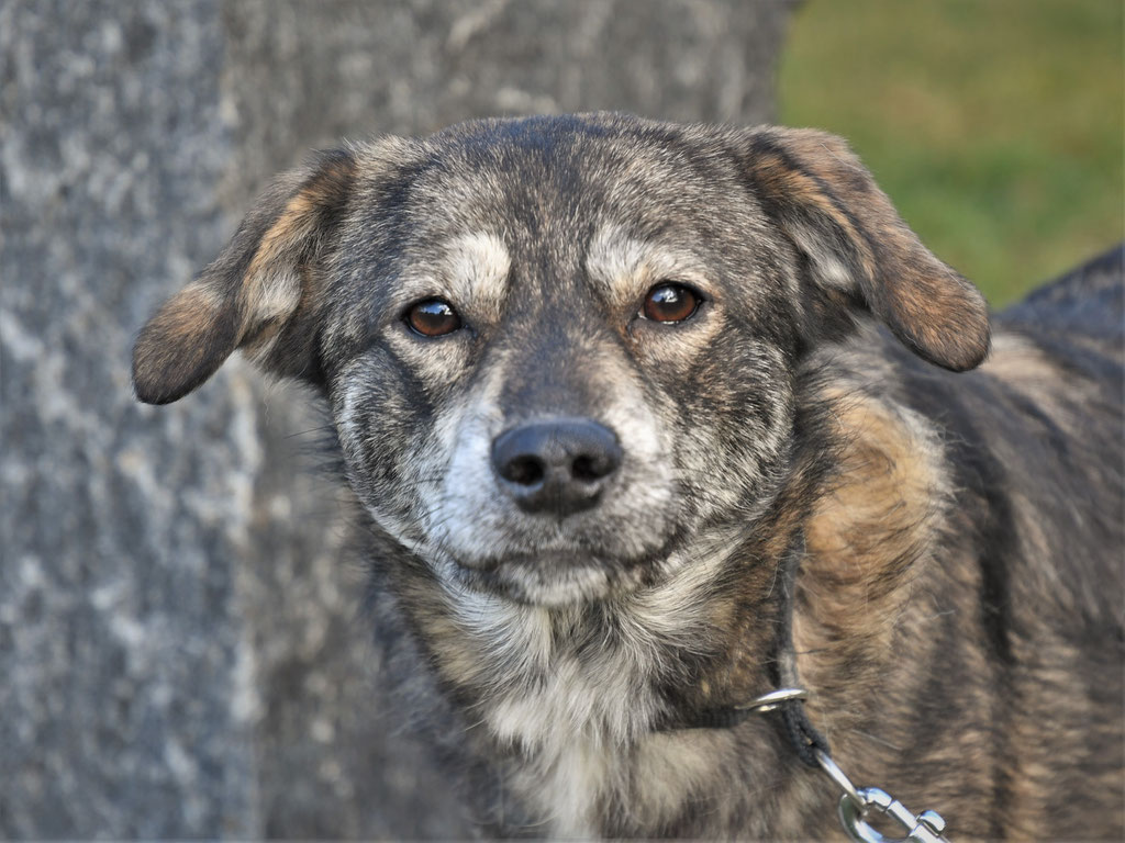 Vorgezogene Weihnachts-Hilfe 2019: Aufnahme von 15 Hunden (Bild 12)