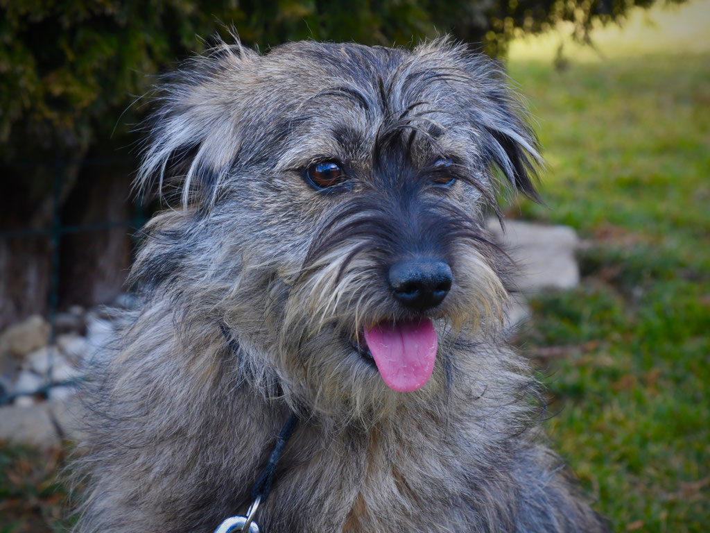 Vorgezogene Weihnachts-Hilfe 2019: Aufnahme von 15 Hunden (Bild 13)