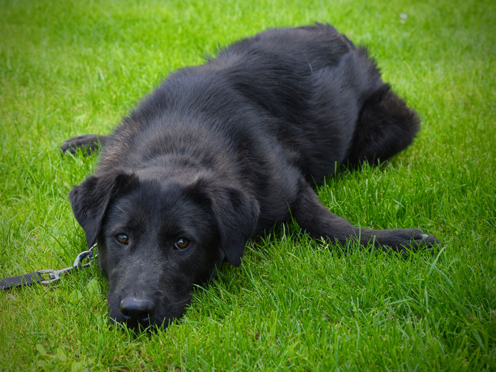 Vorgezogene Weihnachts-Hilfe 2019: Aufnahme von 15 Hunden (Bild 4)
