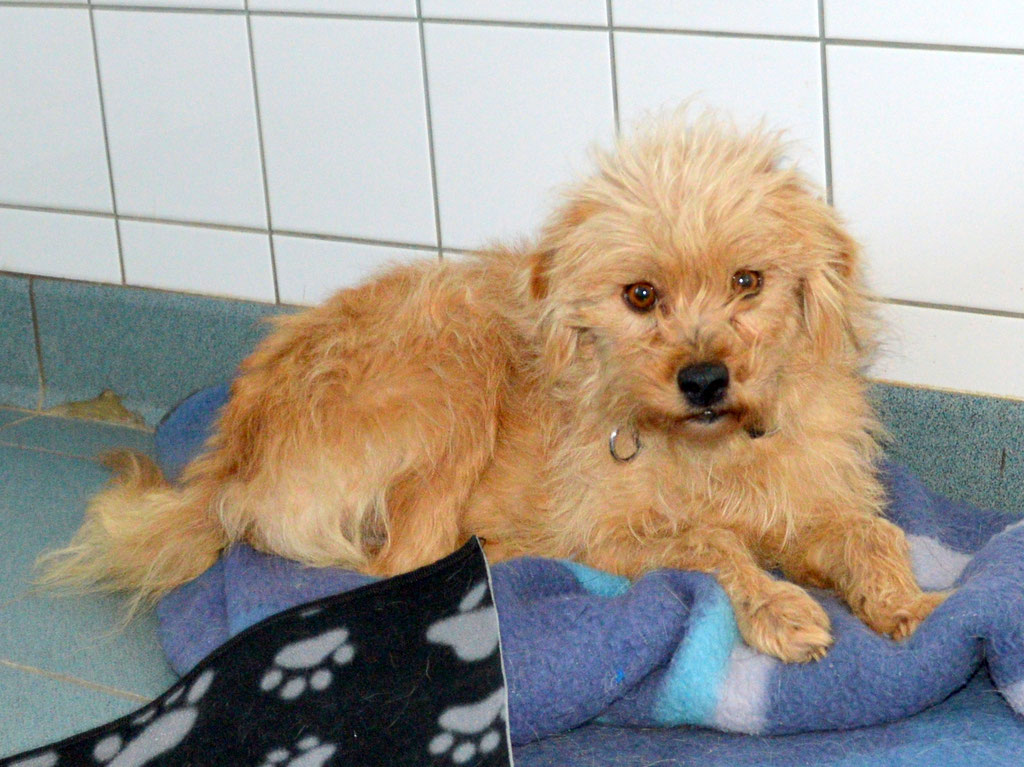 Vorgezogene Weihnachts-Hilfe 2019: Aufnahme von 15 Hunden (Bild 14)