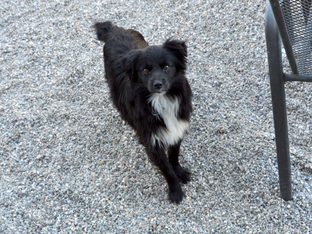 Vorgezogene Weihnachts-Hilfe 2019: Aufnahme von 15 Hunden (Bild 15)