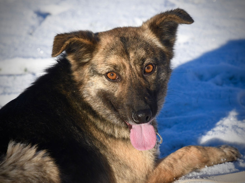 Vorgezogene Weihnachts-Hilfe 2019: Aufnahme von 15 Hunden (Bild 18)