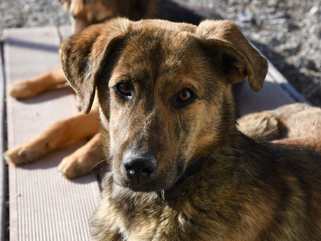 Vorgezogene Weihnachts-Hilfe 2019: Aufnahme von 15 Hunden (Bild 19)