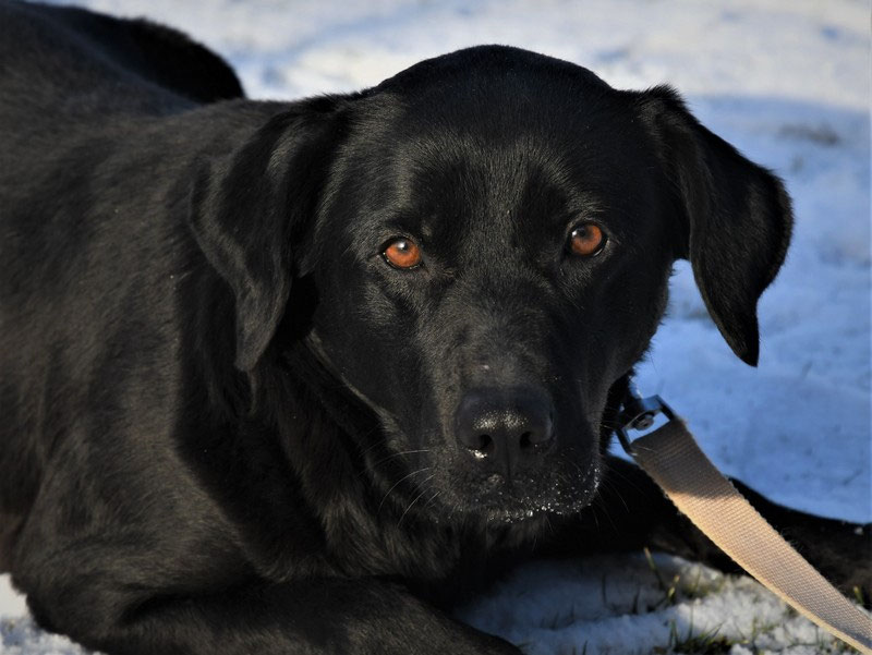 Vorgezogene Weihnachts-Hilfe 2019: Aufnahme von 15 Hunden (Bild 20)